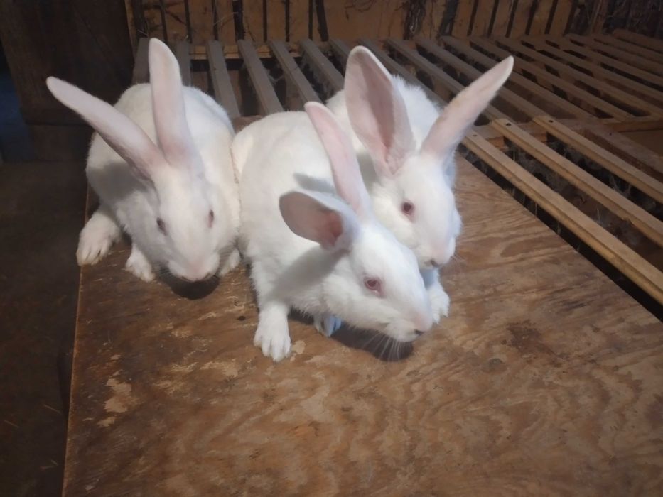 Króliki czystorasowe termondzki biały samce samice Ładne Zdrowe