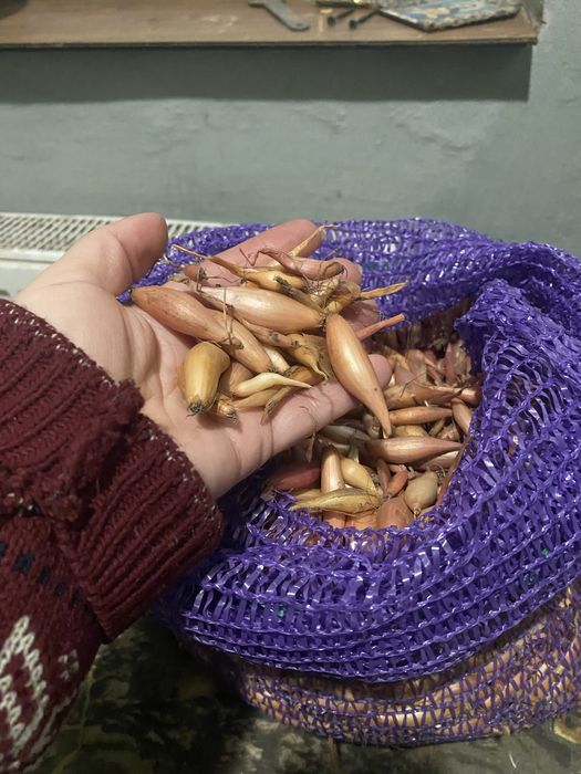 Продам цибулю тиканку довгу