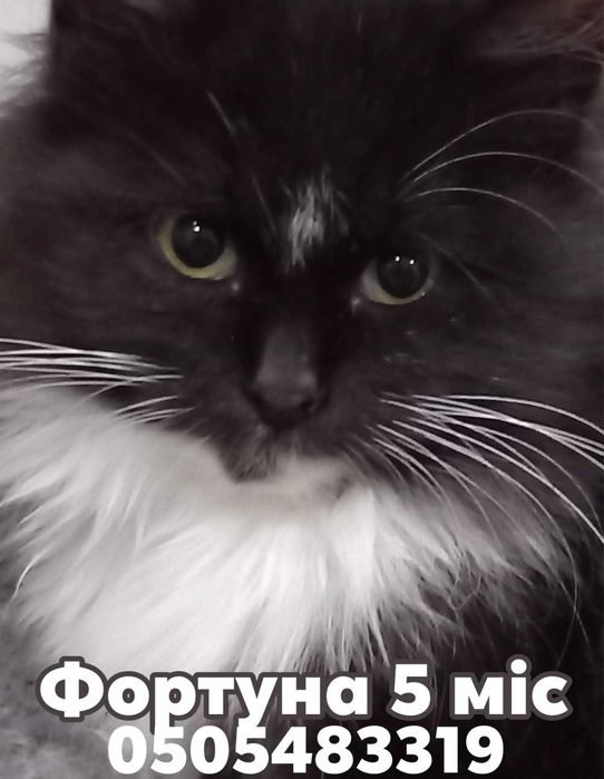 Пухнаста дівчинка