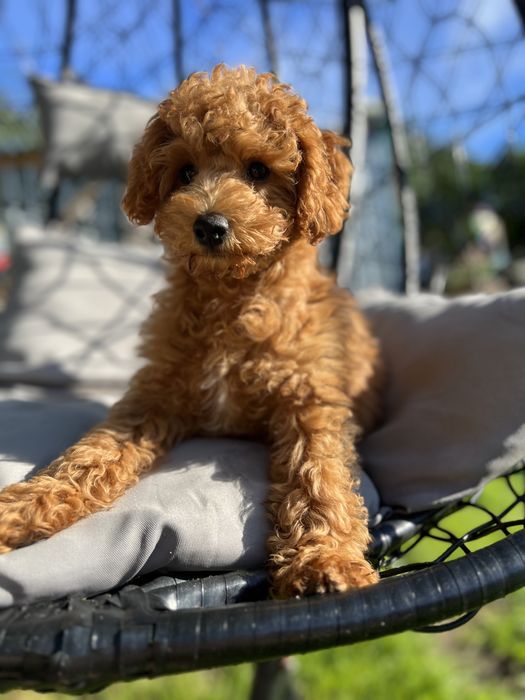 Maltipoo  chłopak red :)