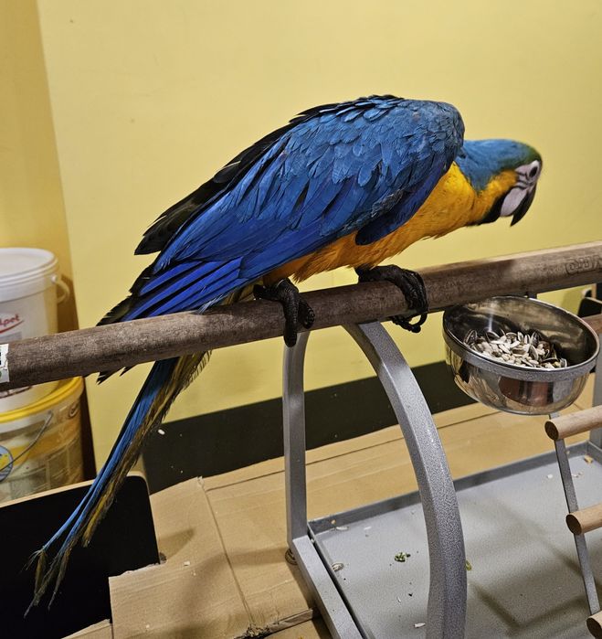 Arara Ararauna Macho Grande Porte  - 7  meses