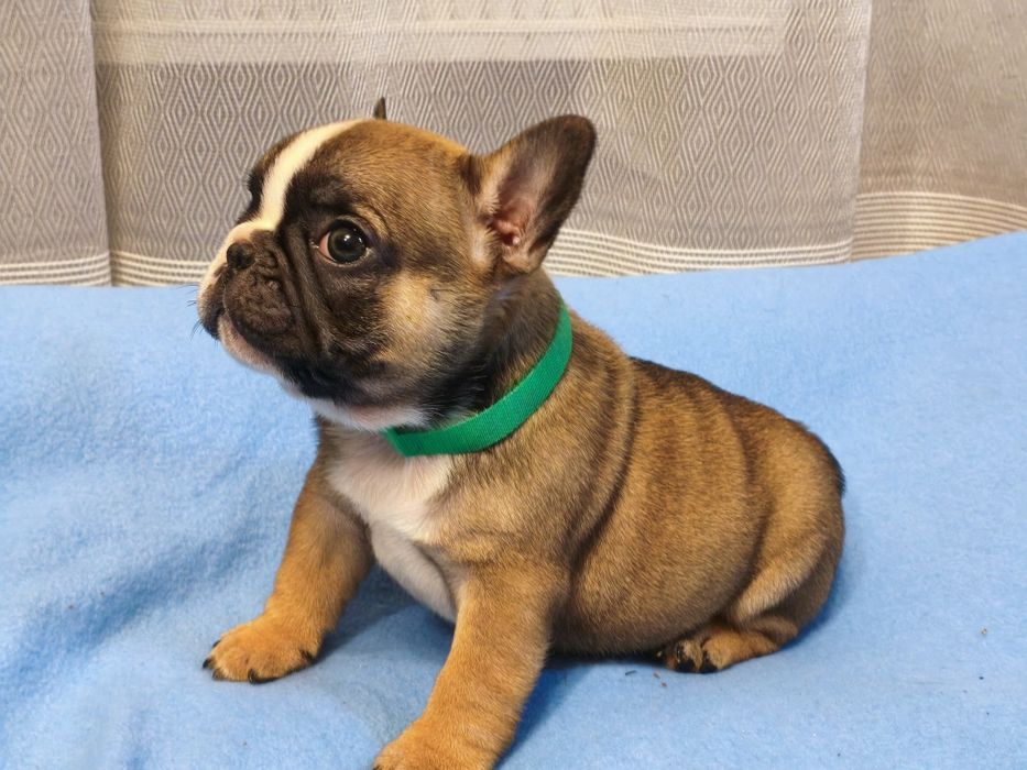 Цуценята французький бульдог