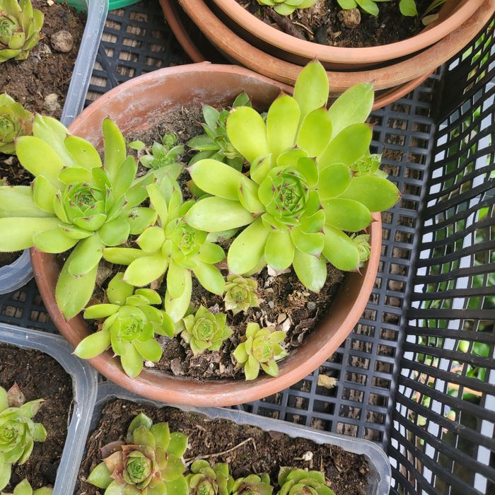 Rojniki kwiat ogrodowy