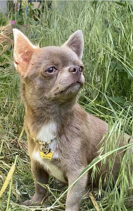 Доллар приглашает невест