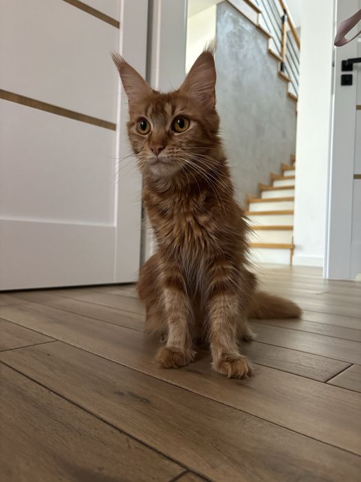 Kociczka Maine Coon