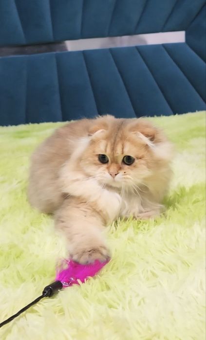 Вислоухе кошеня хлопчик