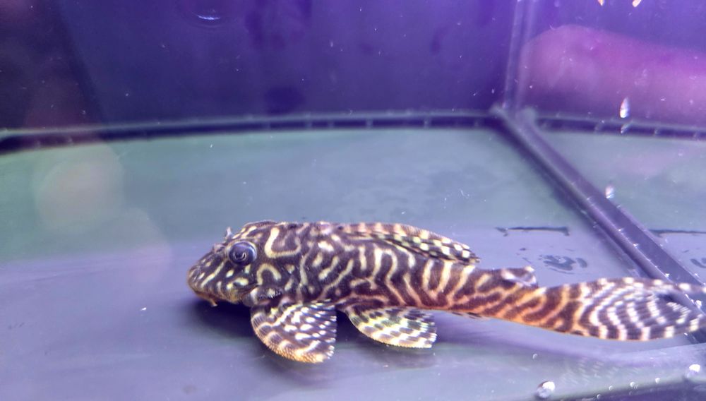 Zbrojnik L066/ pleco Hypancistrus cf. debilittera (L066)(glonojad)