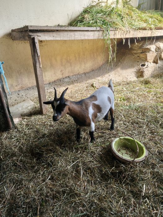 Casal cabras anãs