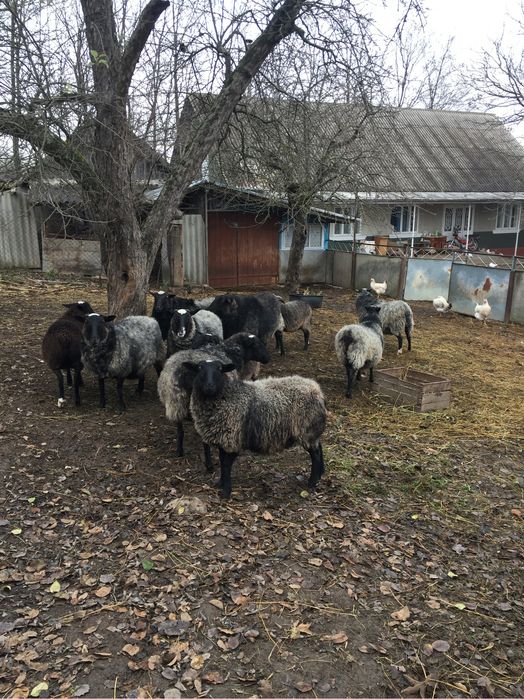 Романовские овцы ( баран, овца, ягниця )
