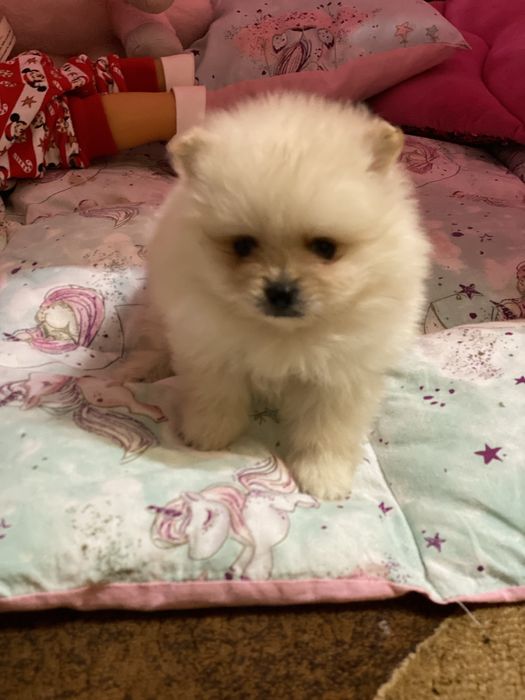 Померанський шпіц