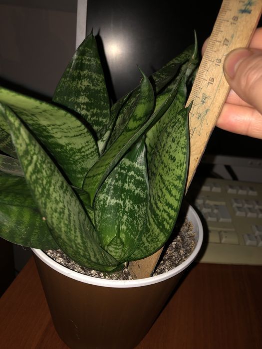 З діткою сансаверія сансевиерия ханни sansevieria