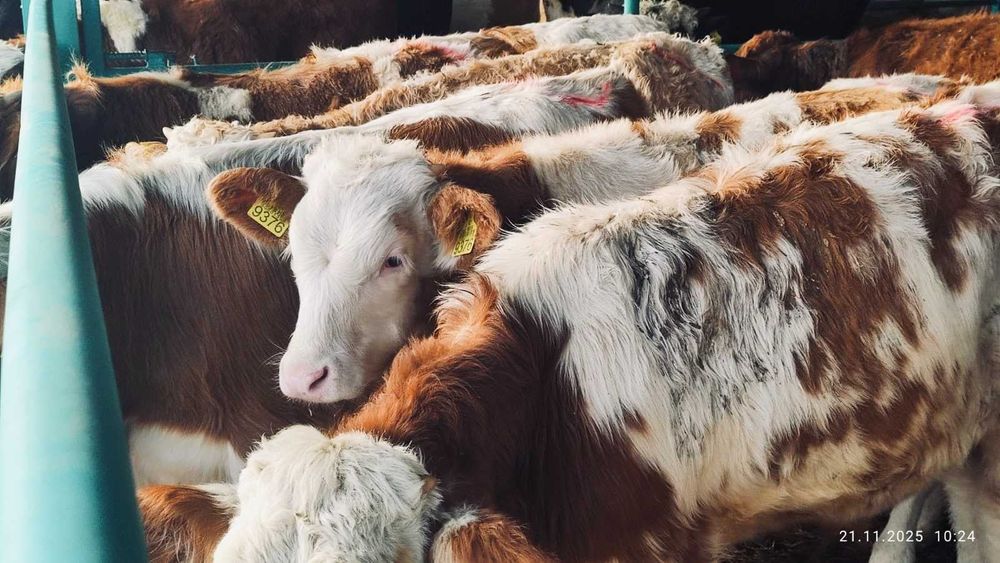 BYCZKI, STARTERY. Finansowanie, kontraktacja