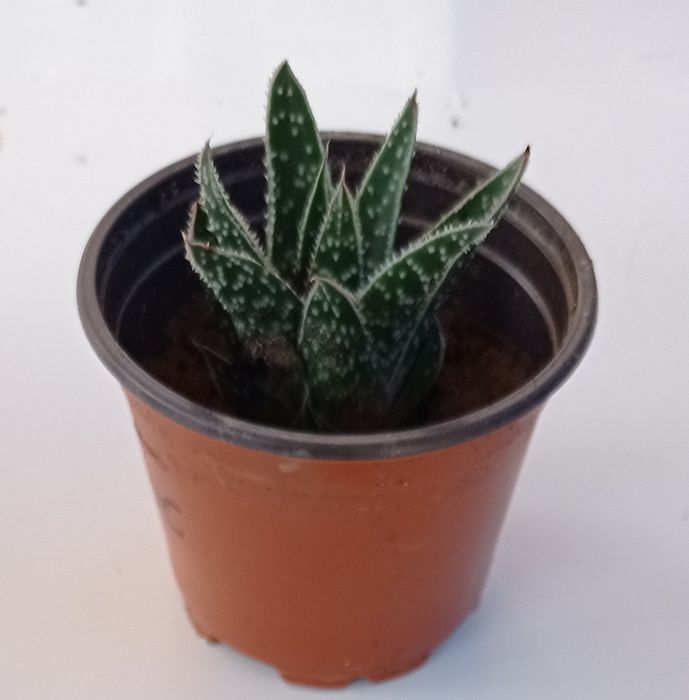 Aloe Aristata em vaso