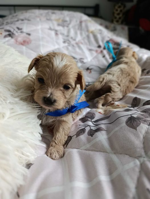 Maltipoo. Piękny chłopiec xs