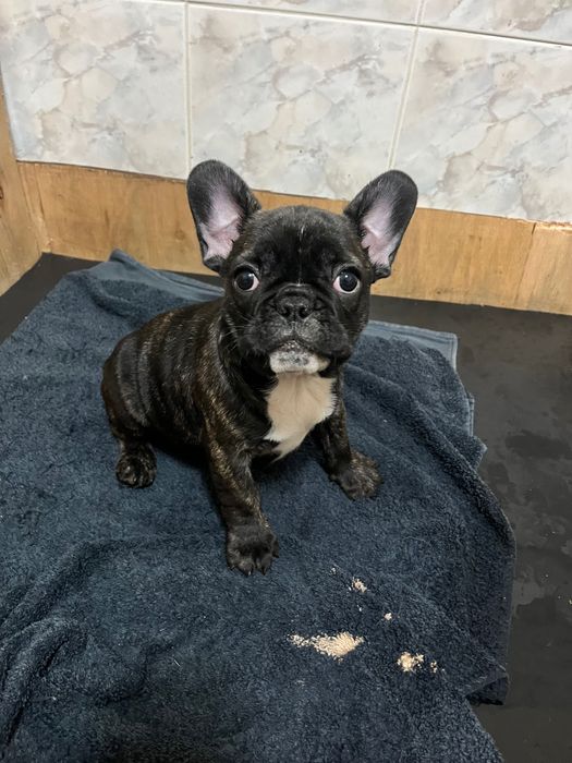 Buldogue francês fêmea