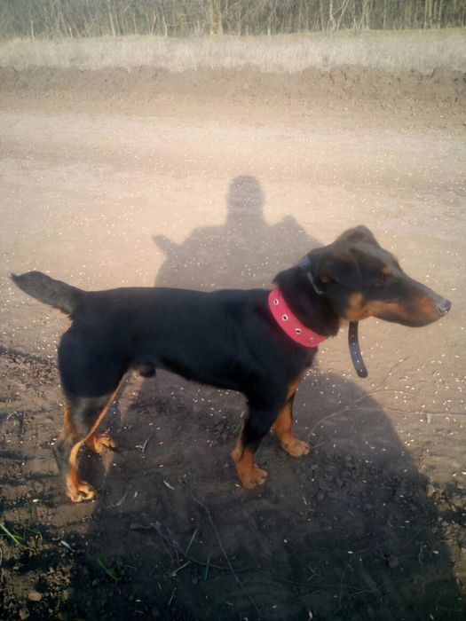 Ягдтерьер.Для вязки.