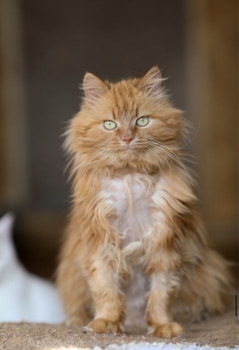 Липтон, 2 года, котенок, кот, мальчик