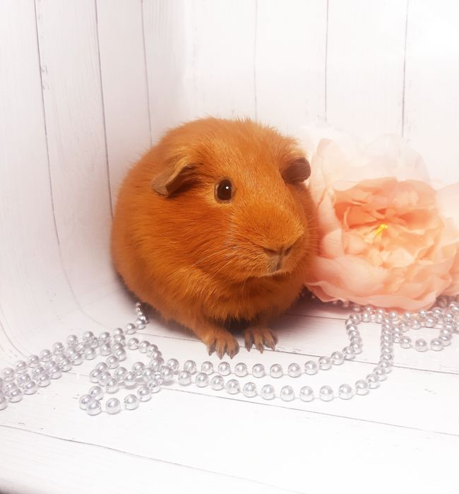 Морская свинка,морська свинка,морские свинки, морські свинки