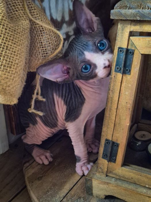 Sfinks Kanadyjski z rodowodem FPL