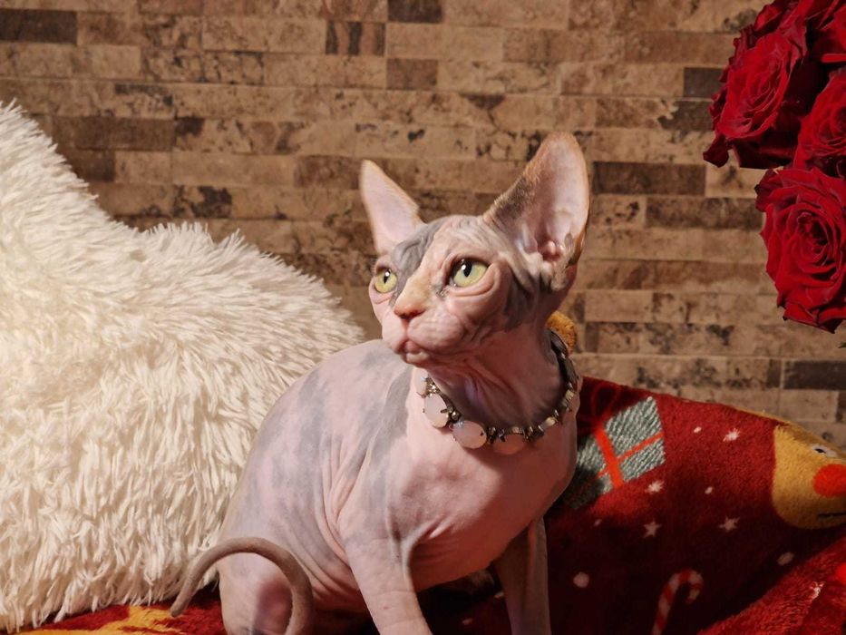 Gatinha Canadian Sphynx lilás bicolor