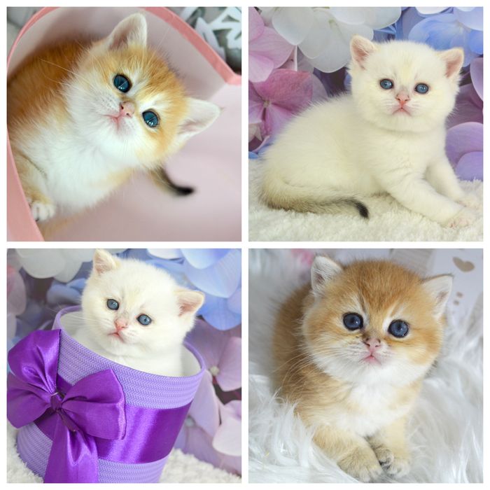 Британська золота шиншила