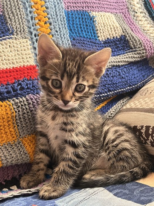 Бенгальські котенята