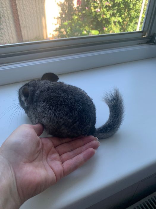 Мальчик, ласковый, 6 месяцев