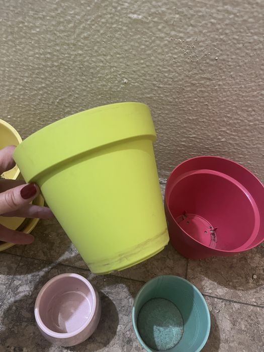 Vasos de plantas variados