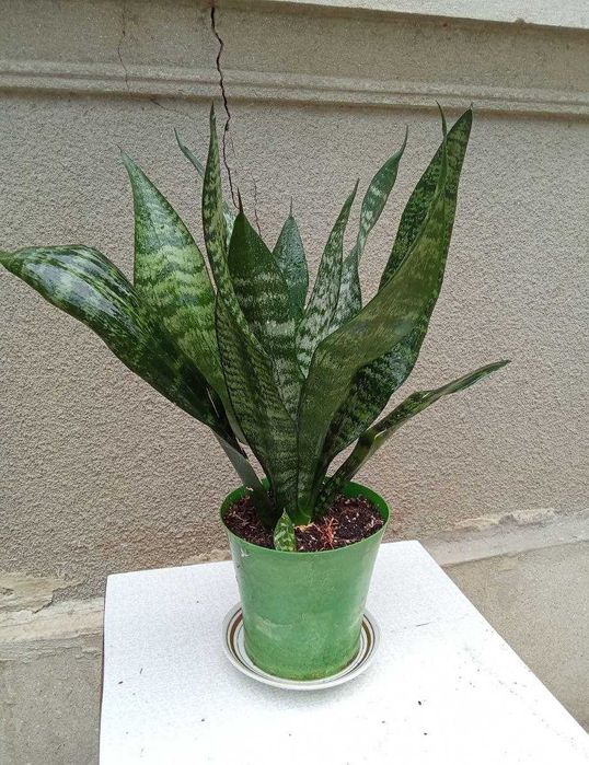 Хлорофітум та сансев'єра - очищувачі повітря для дітей та літніх людей