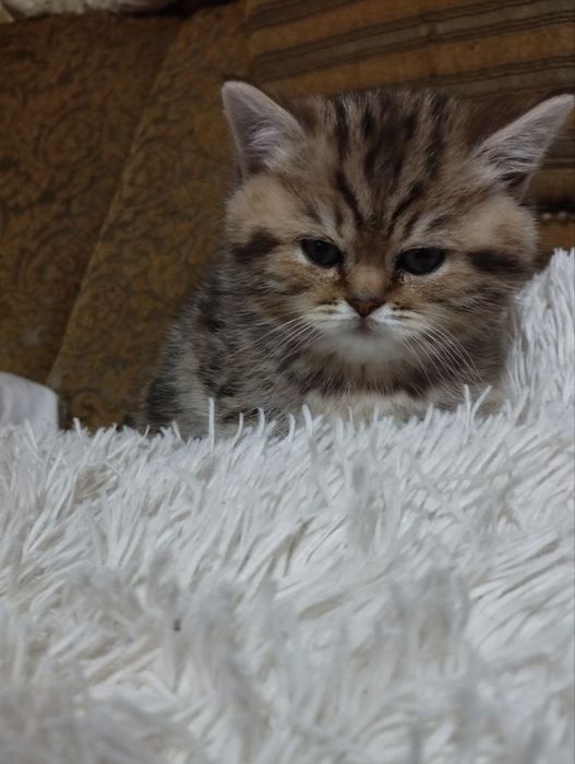 Продаються кошенята