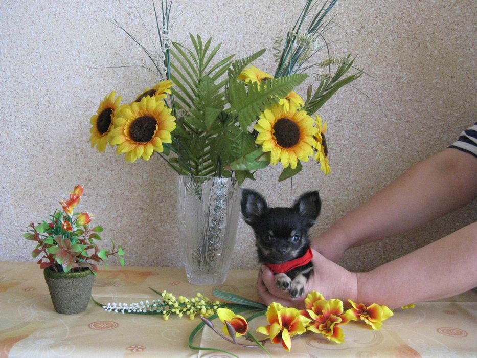 Chihuahua mini wyjątkowy czarnulek rodowód chip