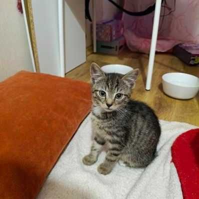 Apollo – mały bóg zabawy | Energiczny kociak do adopcji