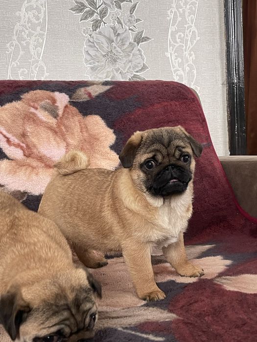 Мопс цуценя, мопс щенок , чихуа, гриффон, пти брабансон, бишон