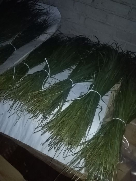 Żubrówka trawa z Podlasia