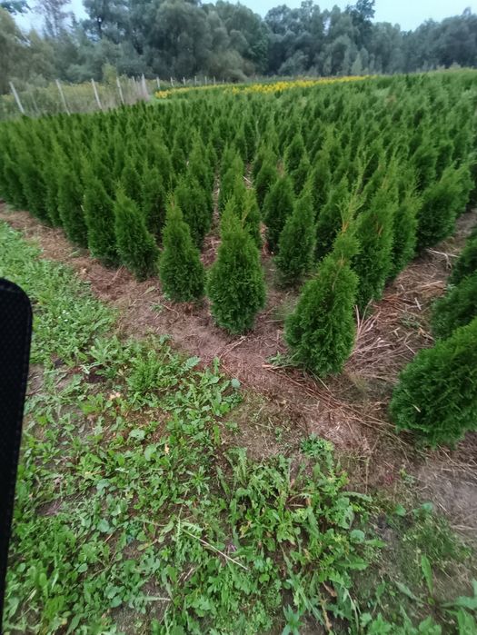 Tuja tuje thuja szmaragd 120 cm