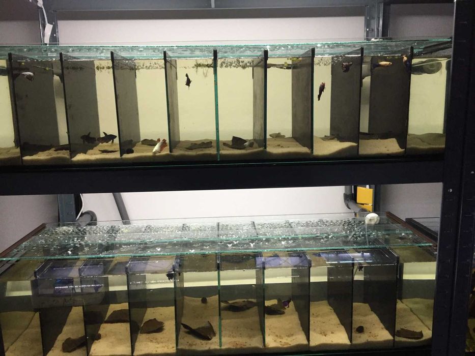 Beteiras, Aquários para Betas.