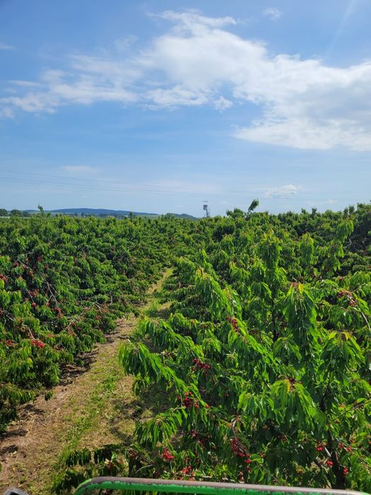 Działka rolna- rola-sad