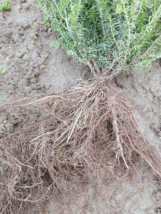 Cis pospolity 60 cm - 75 cm