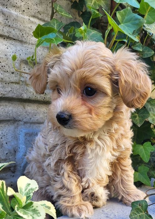 Maltipoo suczka gotowa do odbioru