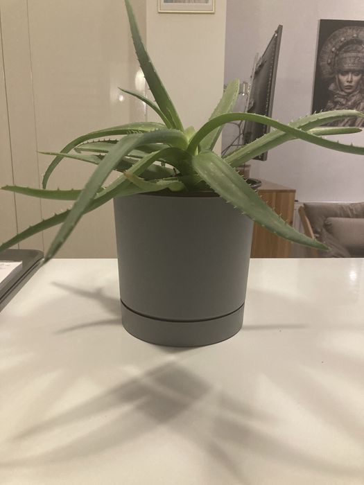 Duy Aloes w doniczce Pozna Strzeszyn  OLX.pl
