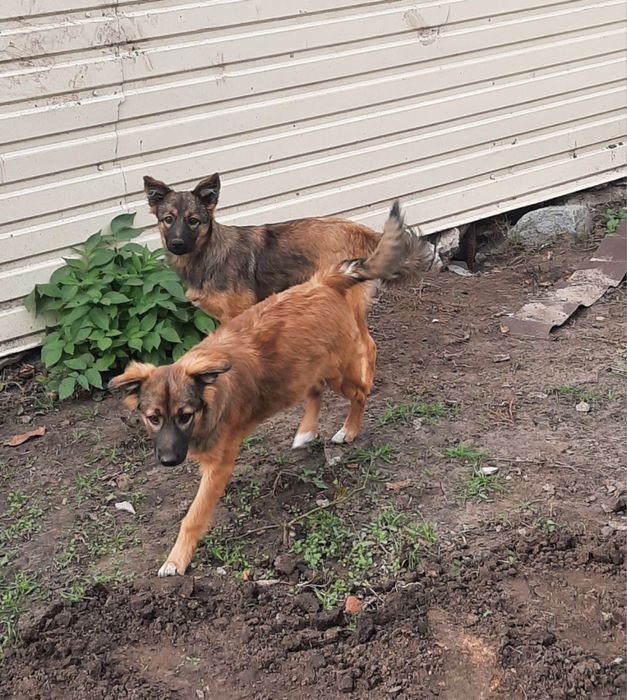 Віддам в добрі руки двох гарних дівчат