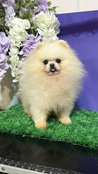 Прмеранский шпиц подросток