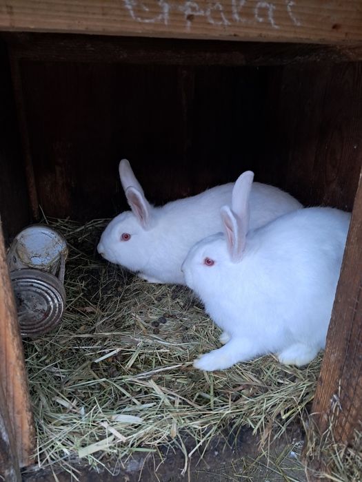 Кроличка 5 місяців  1кроличка..