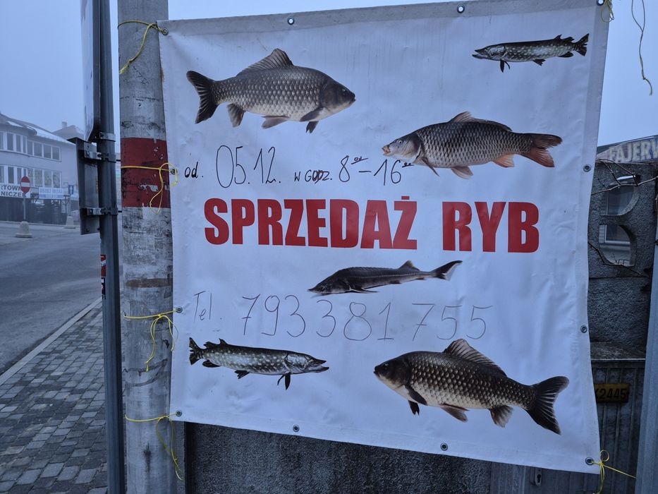 Karp swiąteczny żywy patroszony