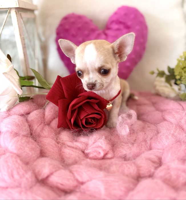 Śliczna malutka suczka chihuahua