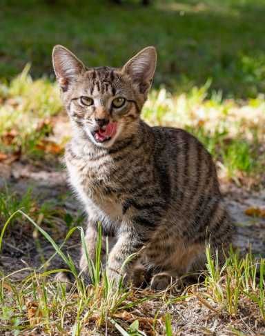 котята полосатые ищут дом