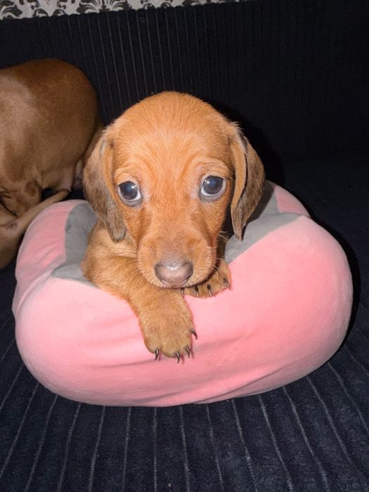 Дітки міні такси 3 хлопчика, 2 дівчинки