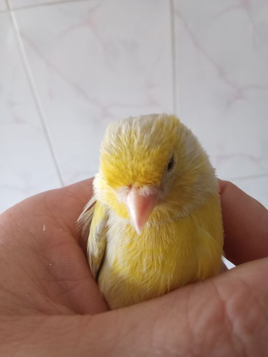 Casal canários opala mosaico amarelo