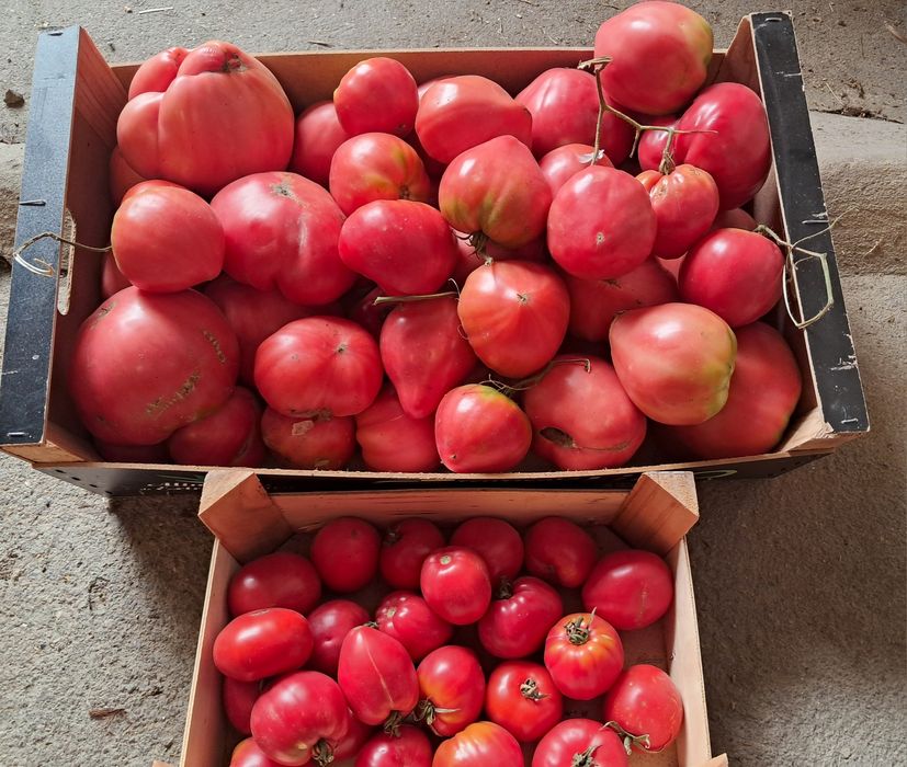 Tomate Coração Maduro