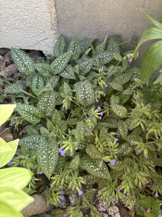 Сортові хости , гейхери . Кущі різні